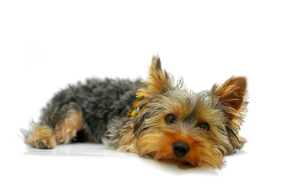 요크셔테리어 사진