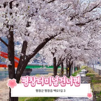 평창 가볼만한곳 베스트10 대관령 양떼목장 허브나라 드라이브_10