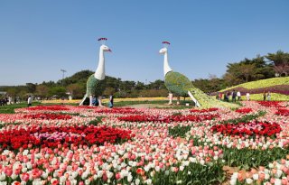 충북 튤립 명소 BEST 5🌷 청주 상당산성 봄 데이트 코스 &amp; 역사탐방 꽃길 여행지 총정리