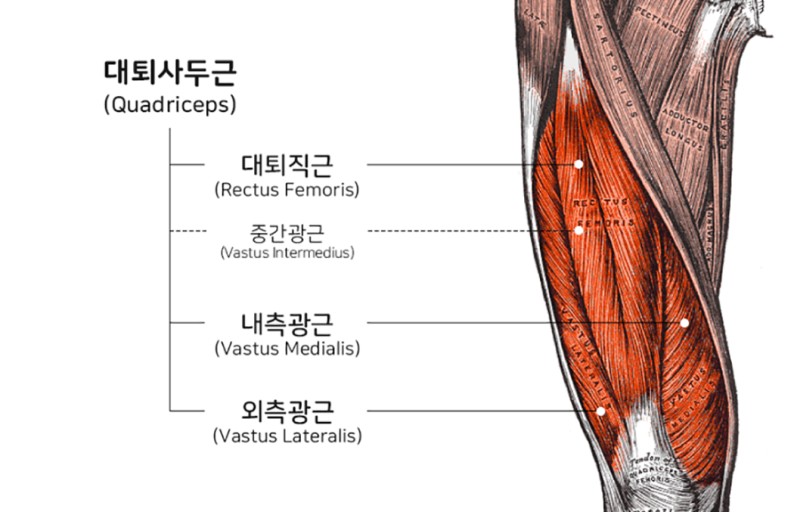 대퇴사두근