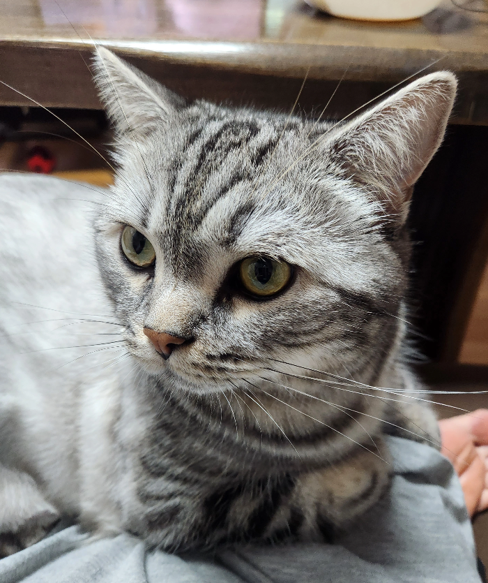 분리불안 단계별 해결 방법