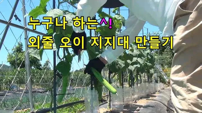 지지대 설치 방법 고추 토마토 참외 수박 쓰러짐 예방_3