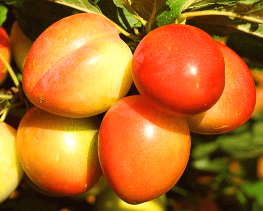 초록잎이 있는 나무에 열린 7개의 자두들이 있다. 빨갛게 익은 자두랑 노란빛이 있는 자두들이며 매우 탐스럽다.