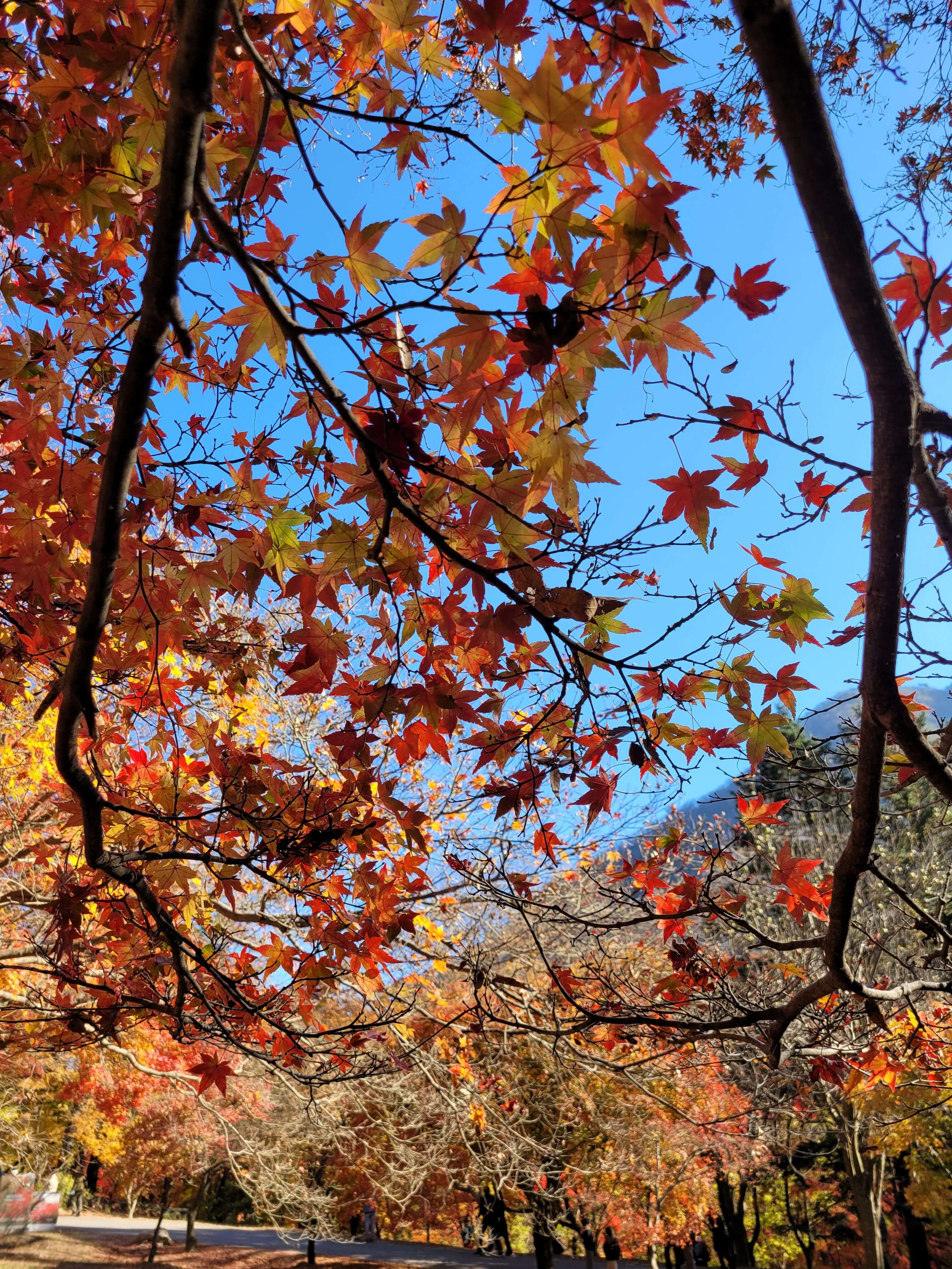 단풍 명소 내장산