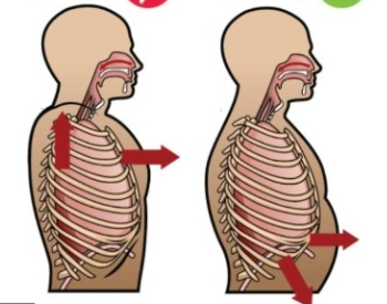 복식호흡_폐단면