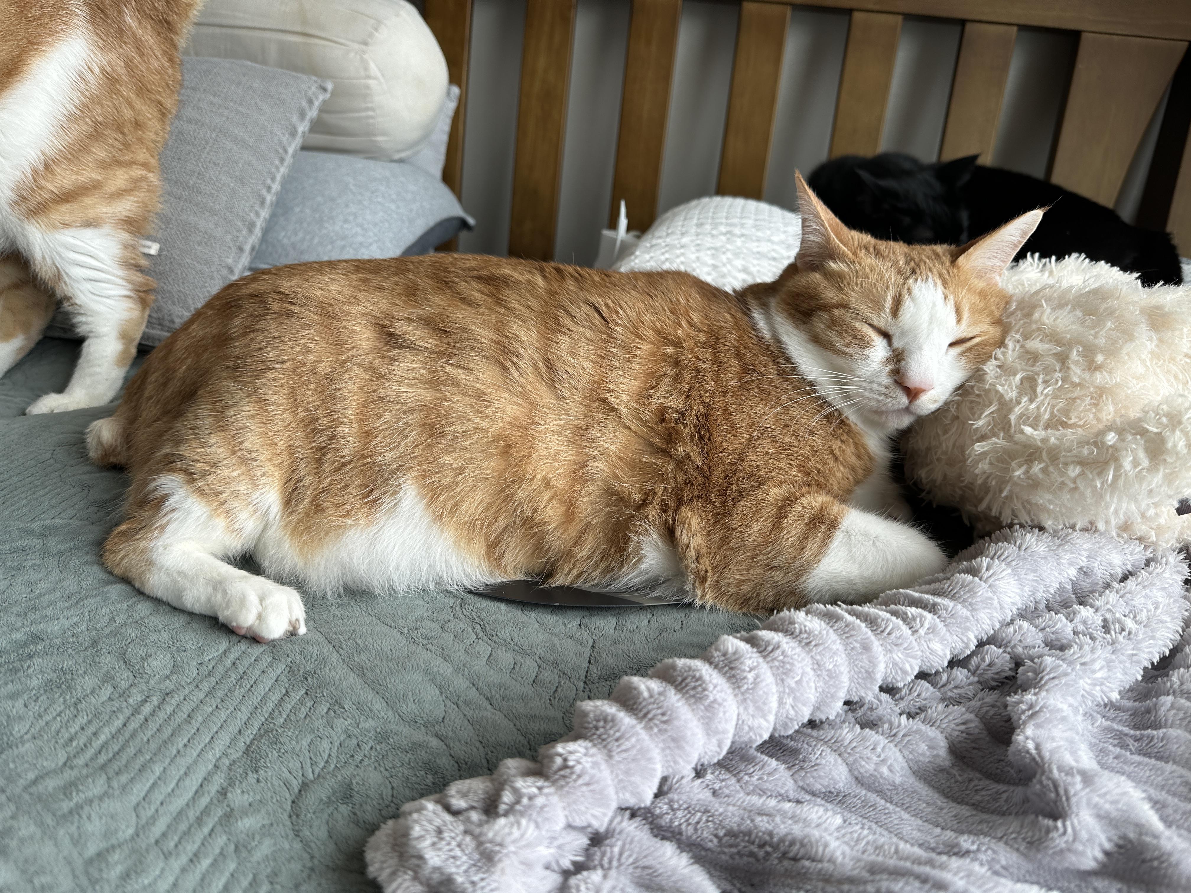 라마_인형을_베고_자는_귀여운_고양이_호야