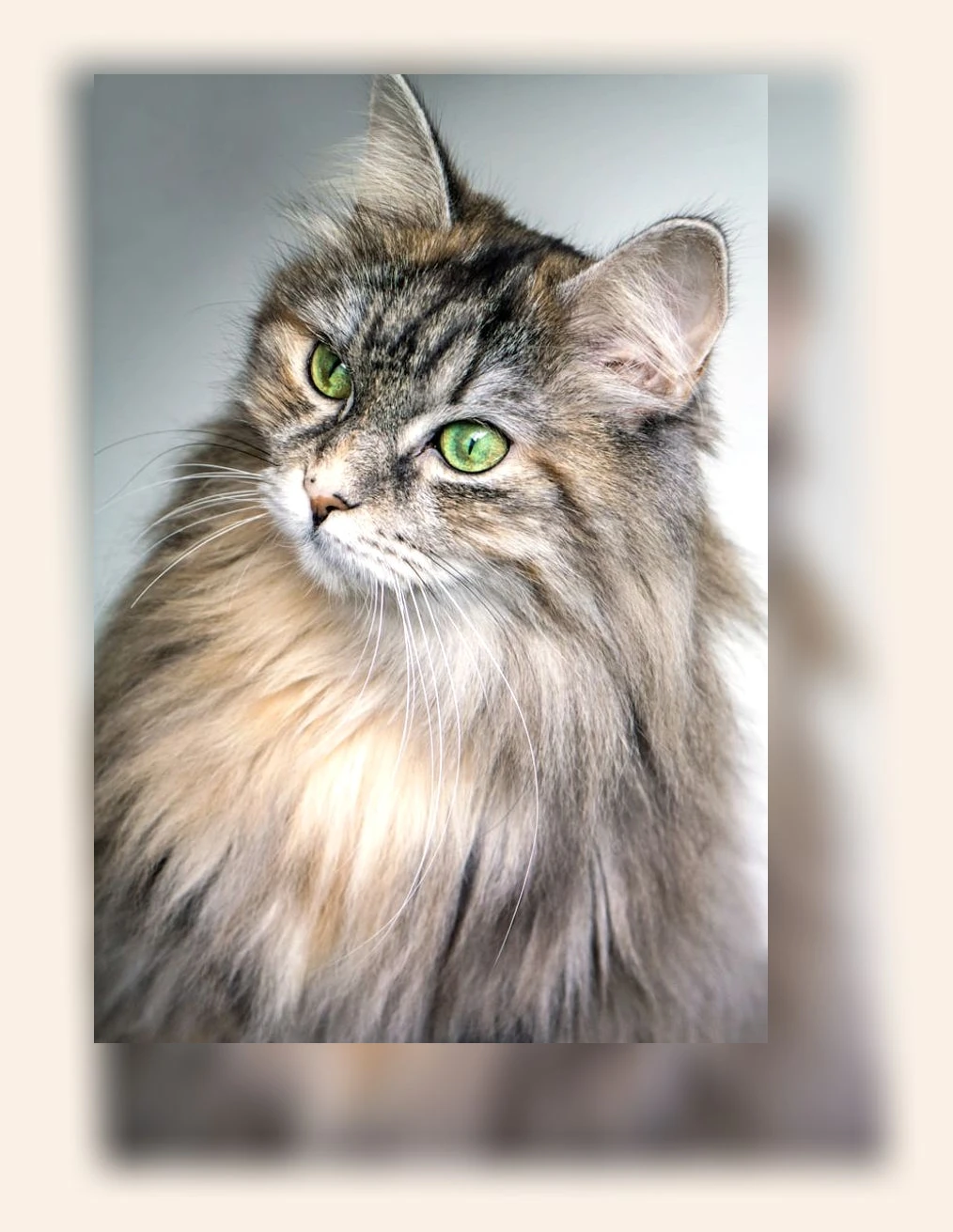 고양이 스트레스 관리_3_subsection