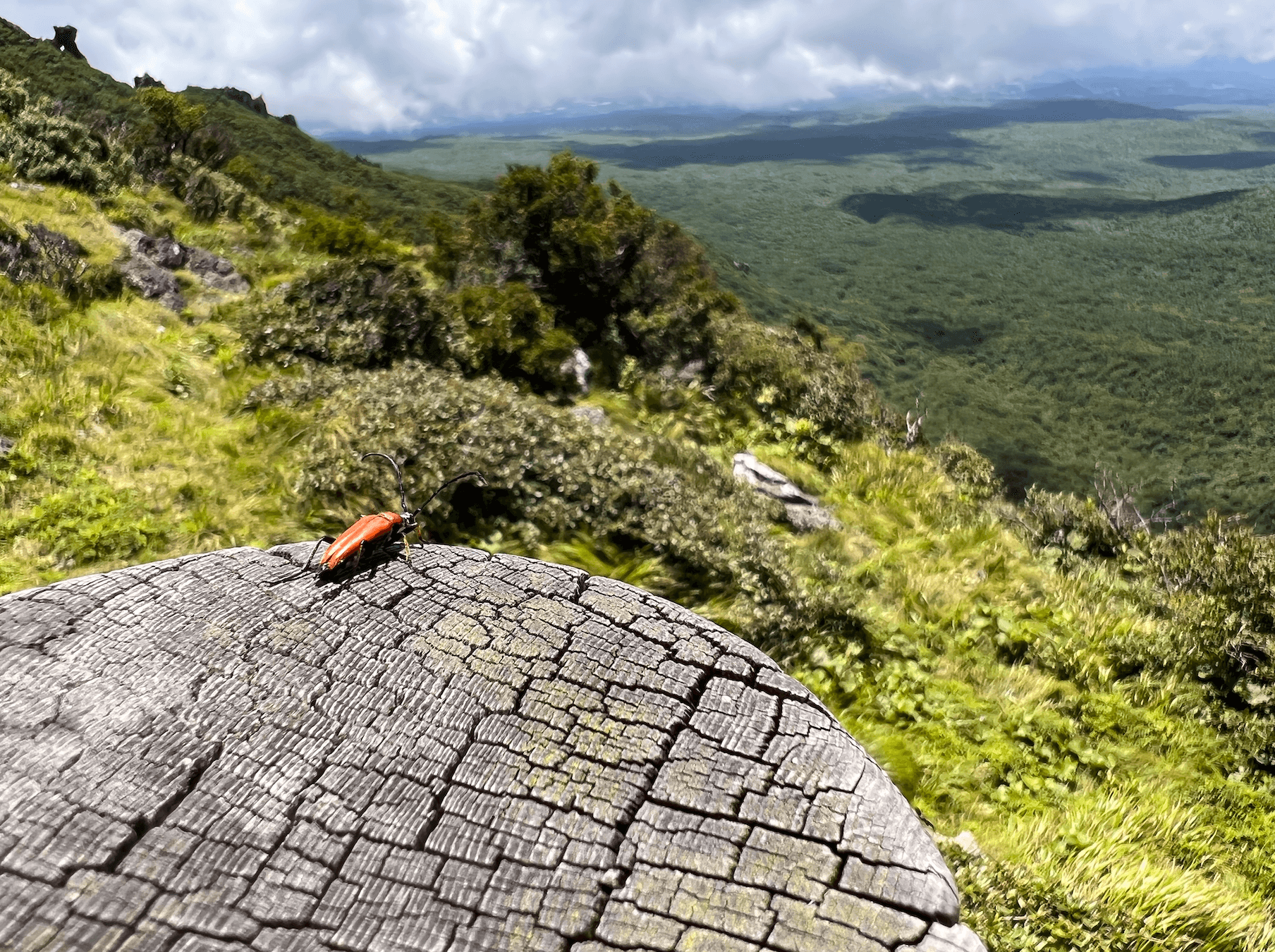 한라산 영실코스