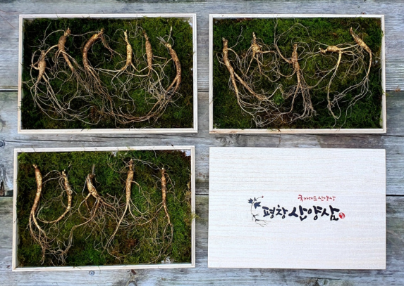 6시내고향 평창 산양삼 효능 및 구매 정보 삼부자 평창 산양삼