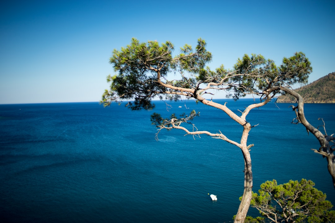 Mediterranean