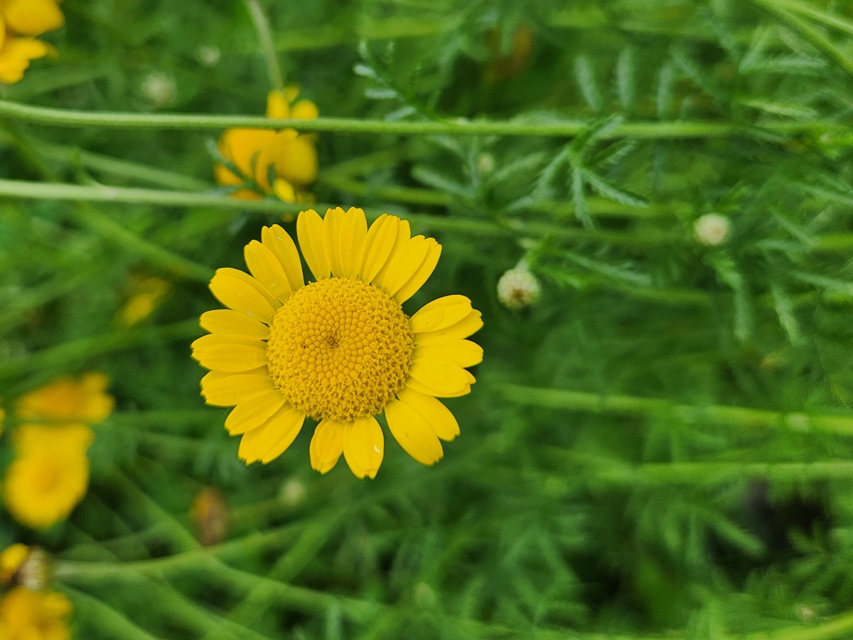 다이어스캐모마일