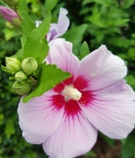 무궁화 다이어트 후기|직접 먹어본 솔직리뷰와 효과 정리