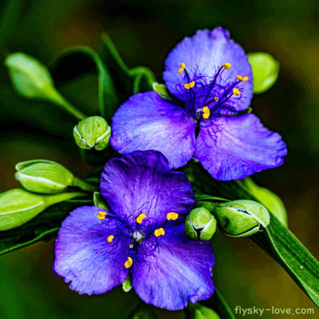 당뇨에 효과적이며 방사선에 대한 지표식물로 쓰이는 자주색 달개비