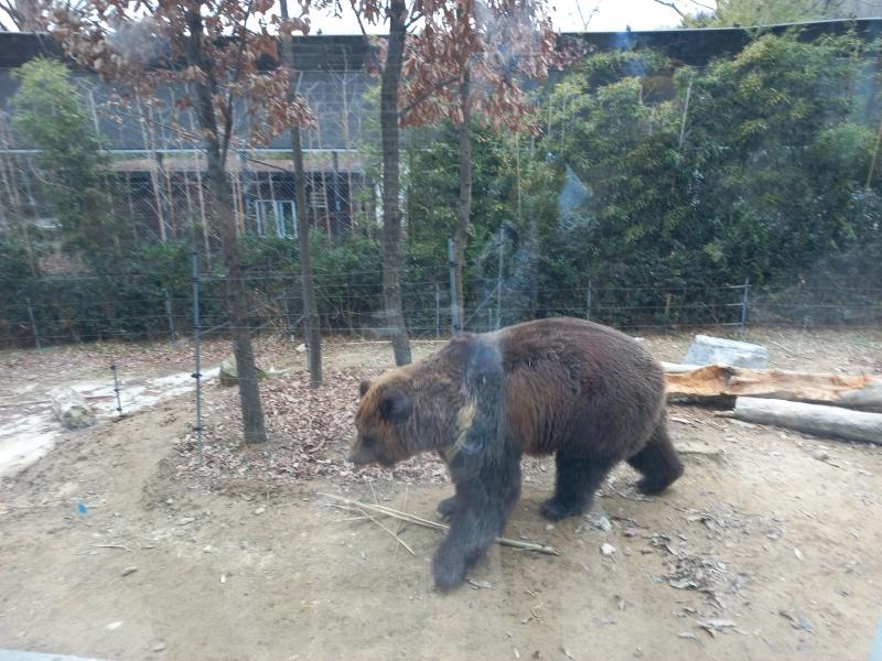 전주동물원 에조불곰