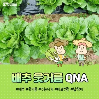 비료 주는 시기 기비 추비 요소 인산 가리 엽면시비_12