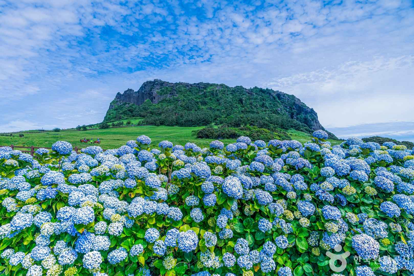 성산일출봉 수국