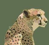 치타 꿈해몽 8가지