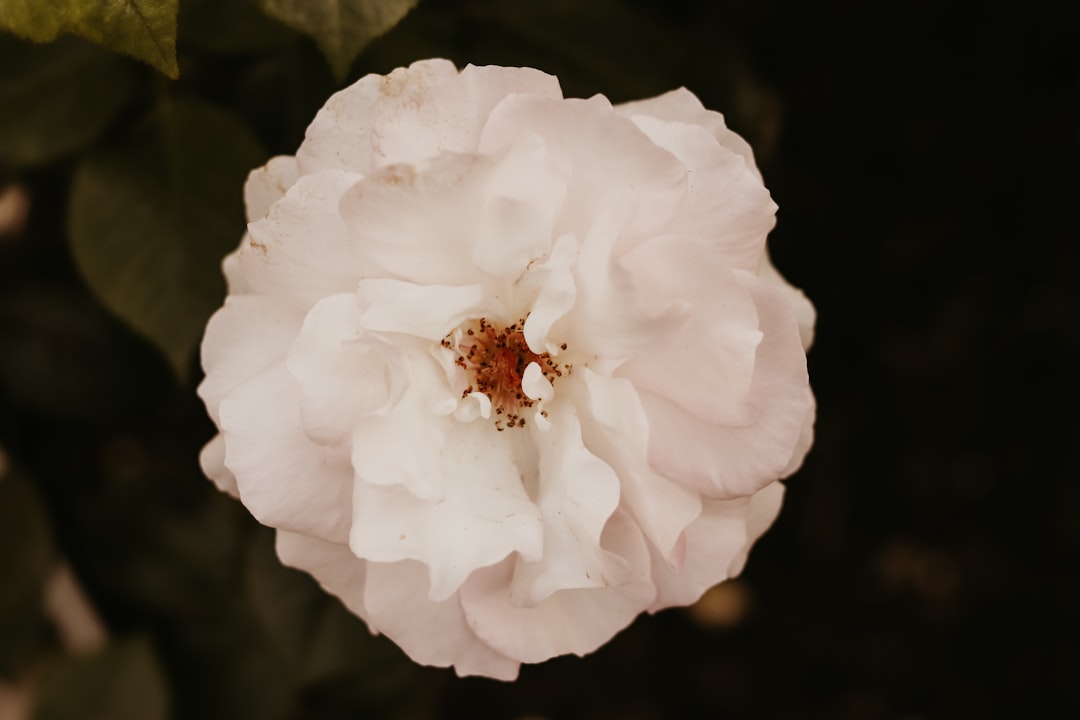 Petal