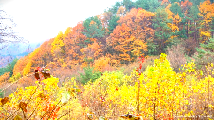 지리산 청학동 단풍