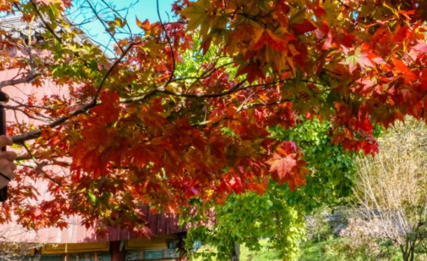 계룡산 단풍 2025