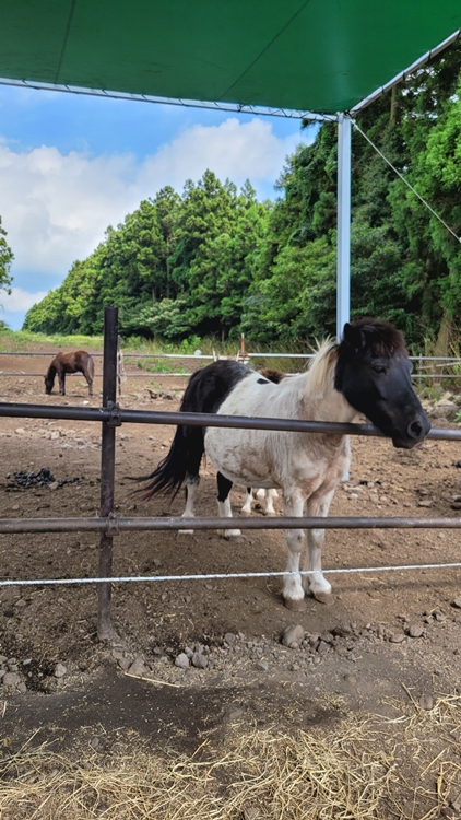 제주-가족여행-코스-마음디톡스-비밀의 숲-휴양림