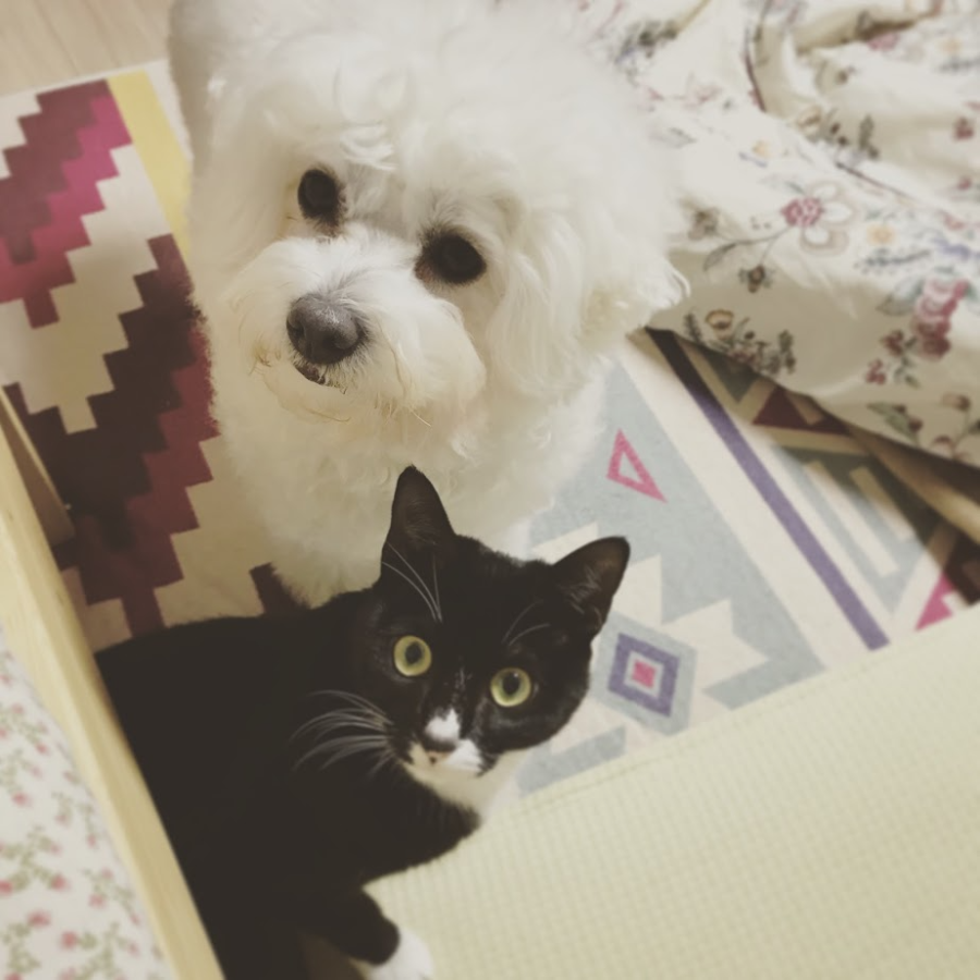 강아지와 고양이