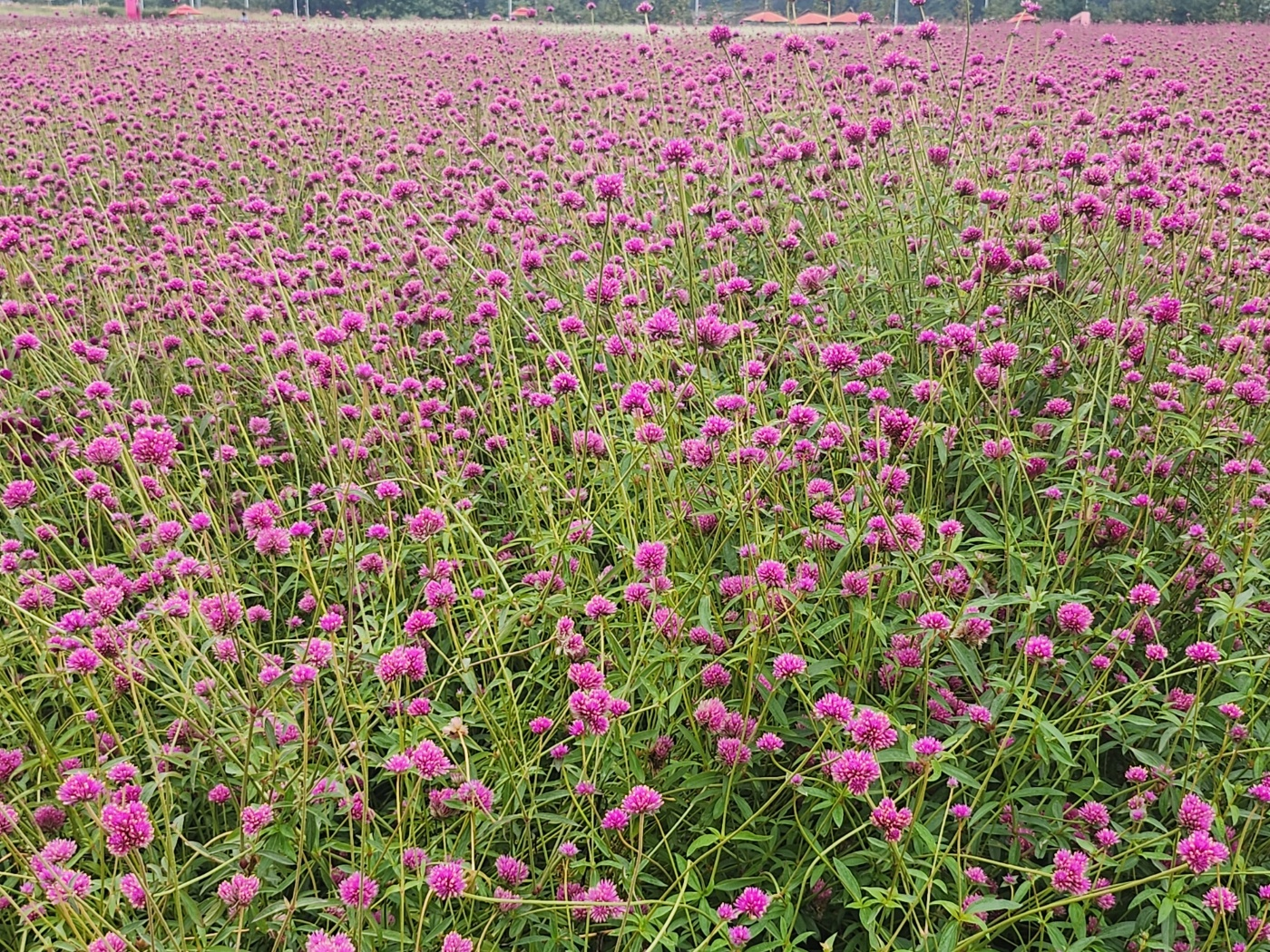 양주나리공원입장료