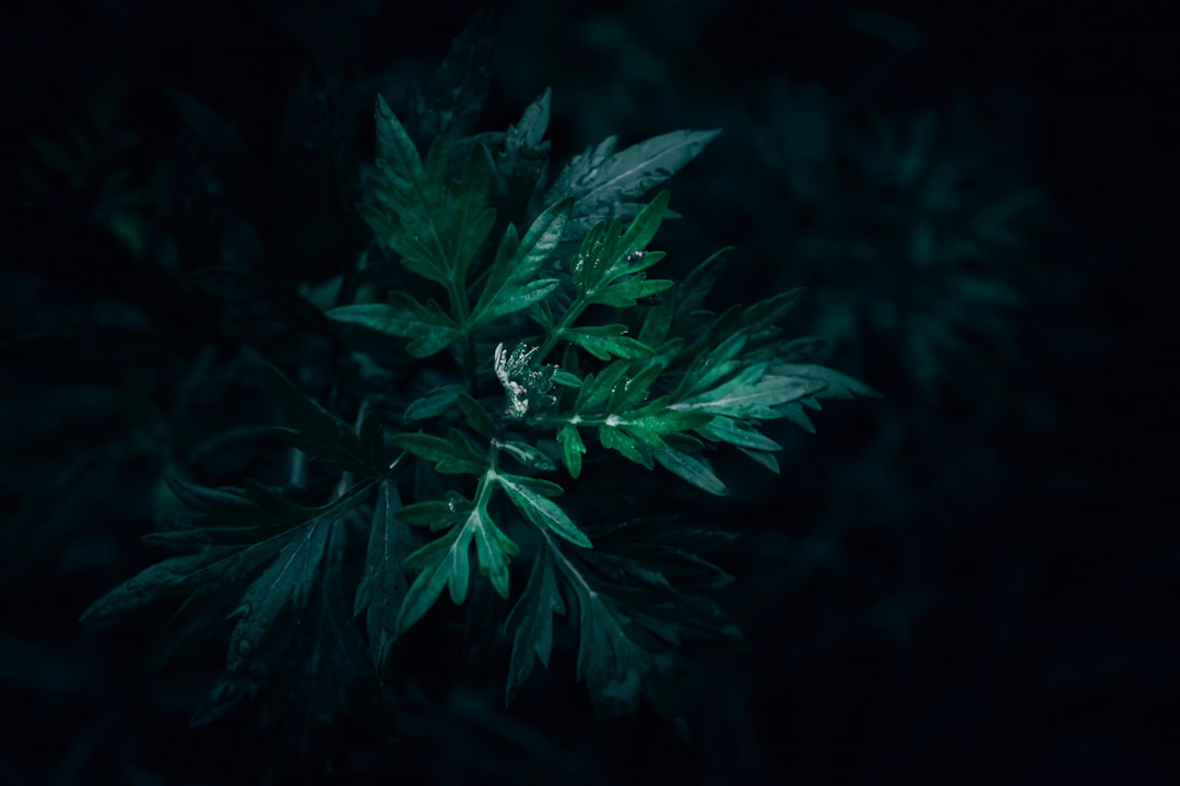 Mugwort.