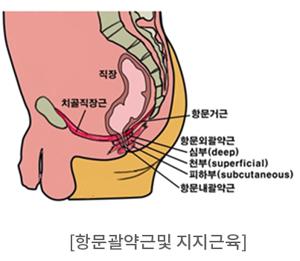항문 괄약근