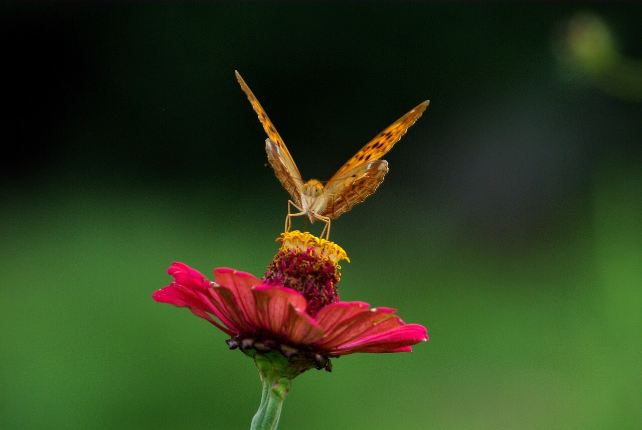 평창 백일홍 축제 기간 추석 입장료 주차장 프로그램