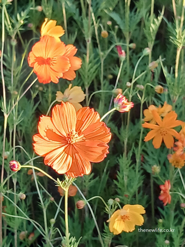 햇살에 물든 구리 한강시민공원 황화코스모스 클로즈업