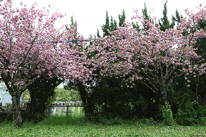 제주겹벚꽃 #제주여행 #제주봄꽃명소 #제주도겹벚꽃 #제주사진맛집 #4월제주여행 #겹벚꽃명소 #제주시겹벚꽃 #서귀포겹벚꽃 #제주봄여행추천