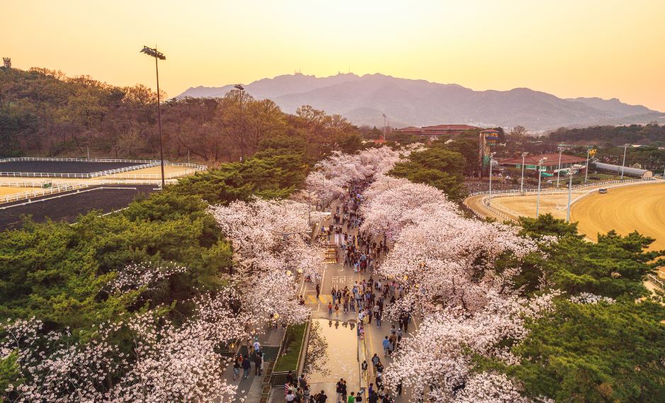 렛츠런파크 벚꽃축제 야경