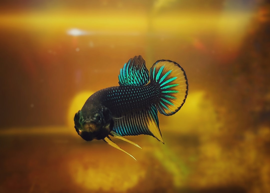 Hybrid