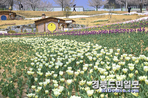 튤립 명소 세천늪테마정원🌷 가는길 부터 애견동반 꿀팁까지!