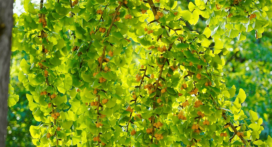 은행 열매와 은행 나무 사진 - 2