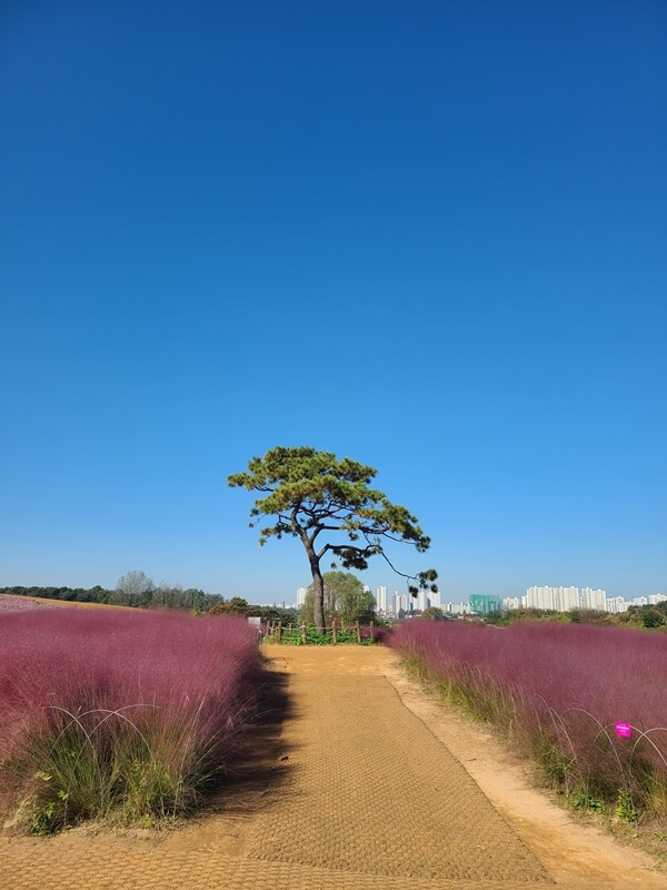 핑크뮬리-사이의-소나무