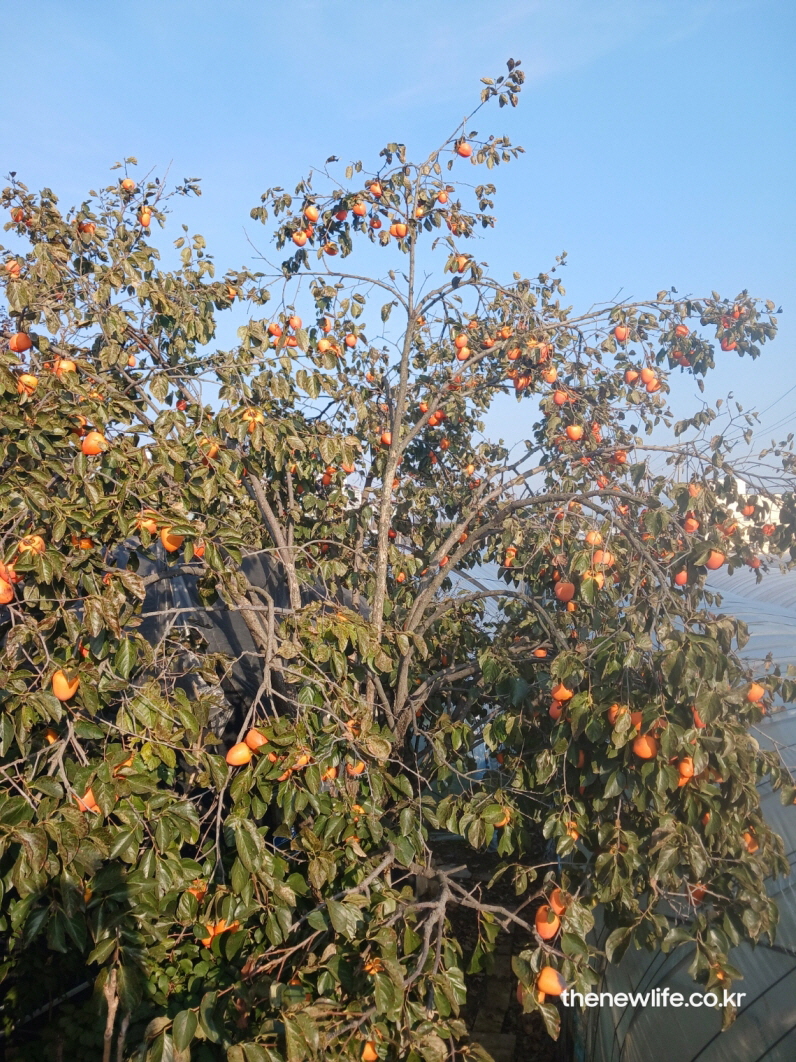 가을 햇살 아래 주황빛으로 익은 감나무의 감 열매, 감 효능을 상징하는 풍경