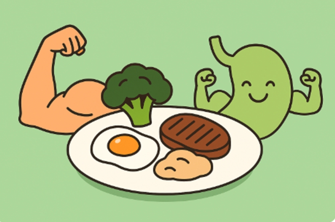 단백질 보충이 소화기관과 근육에 미치는 영향을 상징적으로 표현한 플랫 스타일 일러스트