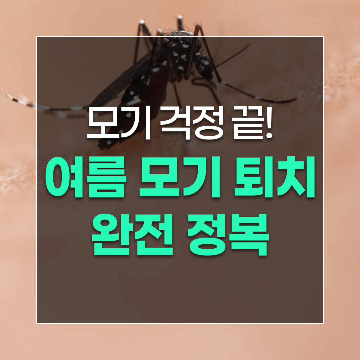 모기 걱정 끝! 여름 모기 퇴치 완전 정복