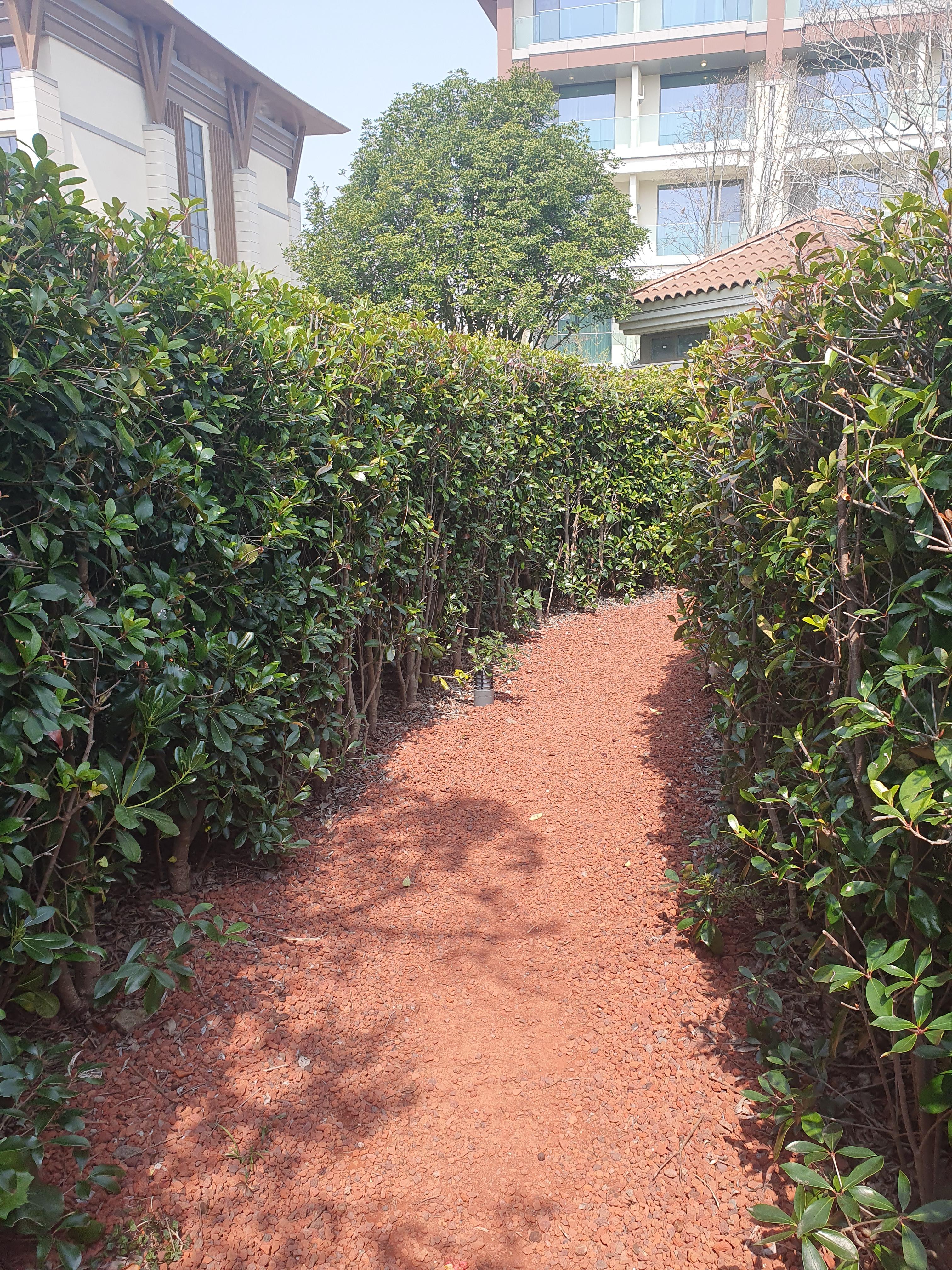 동백나무로 잘꾸며놓음. 사이즈가 작아서 작은 미로정원이라고 생각하면 됨.