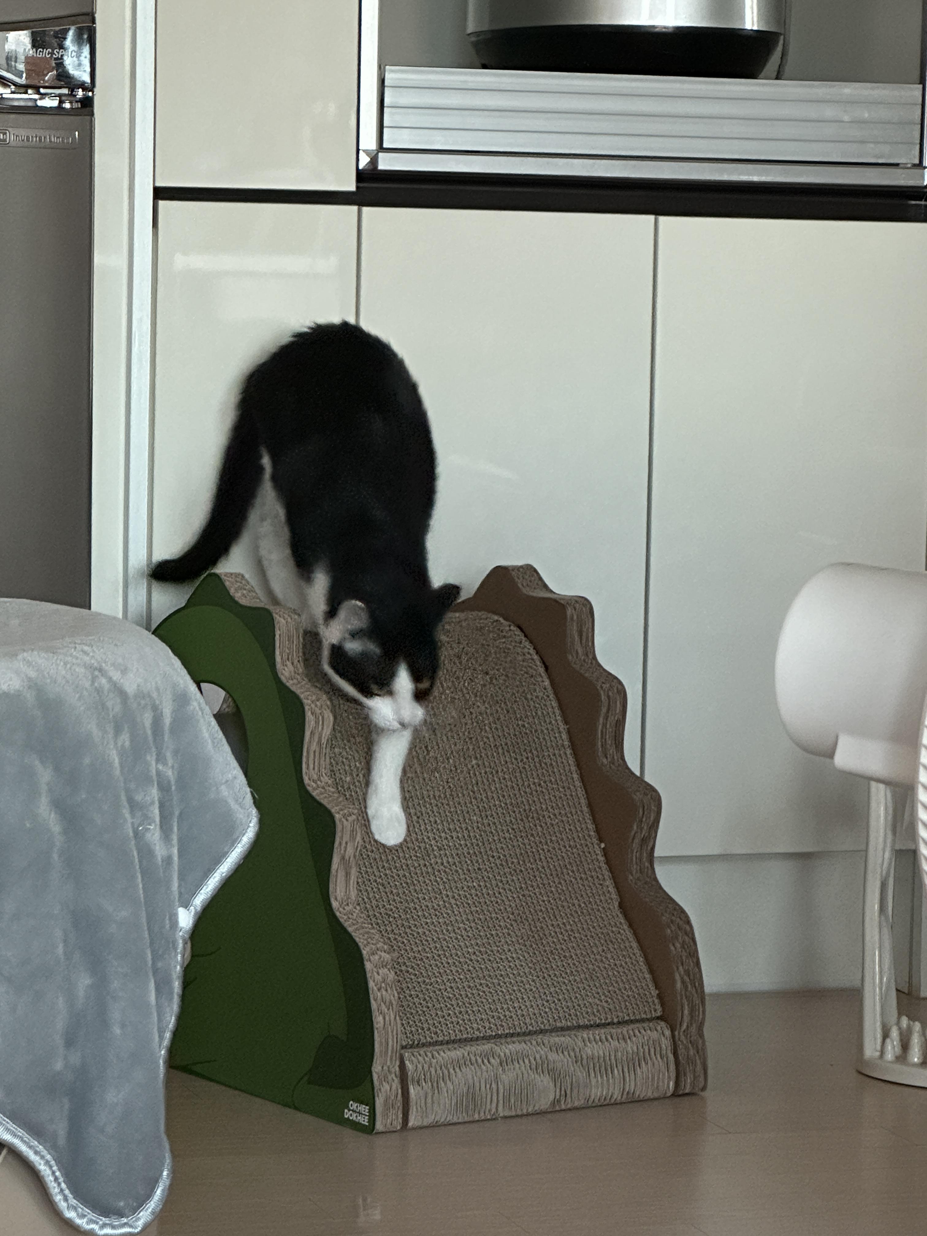 공룡_스크래쳐_위에서_스크래칭하는_젖소냥이_두리_1