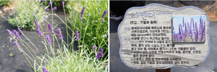 거제 지세포진성꽃동산 금계국 명소! 황금물결의 절정