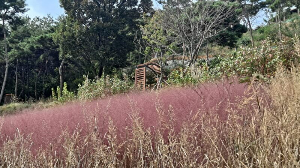 화성_우리꽃식물원_국화전시회