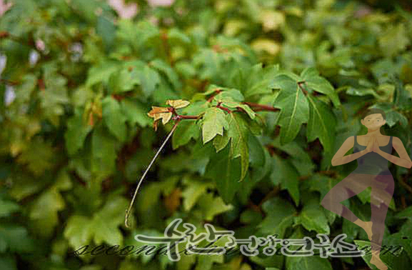 시서스 효능 부작용