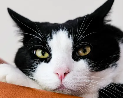 고양이의 위장 질환 - 장중적과 거대결장증