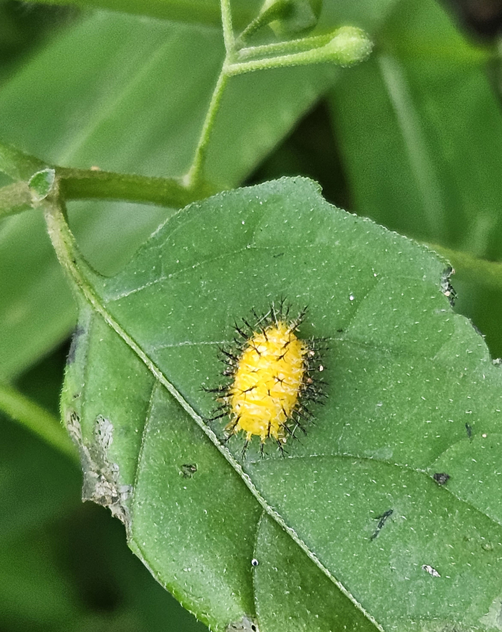 큰이십팔점박이 무당벌레3