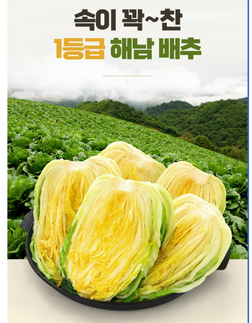 해남배추