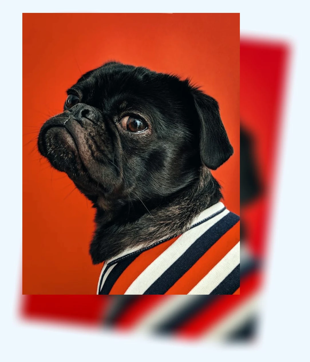 반려동물 식탁_1_subsection