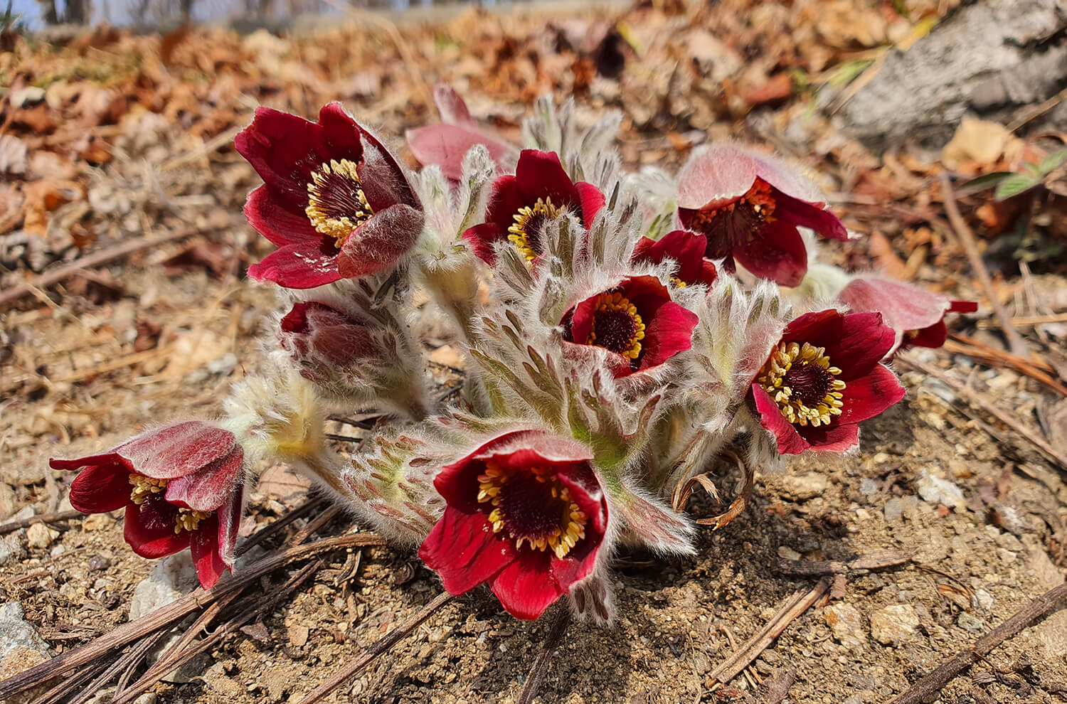 성남시식물원 할미꽃20